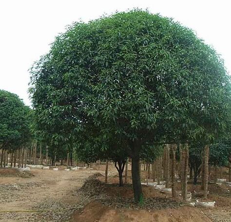 ������ֲ������������Щʳ�ü�ֵ��