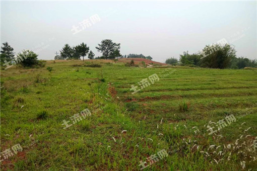 适宜室内种植的花草有哪些?既美观又能让我们受益!