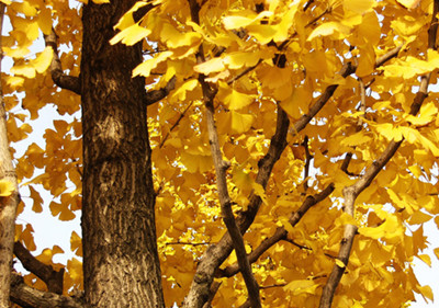 银杏树习性环境如何?银杏树种植方法与技术要注意哪些?