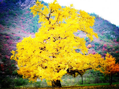 银杏树习性环境如何?银杏树种植方法与技术要注意哪些?