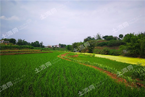风信子种植方法介绍(水培、土培)