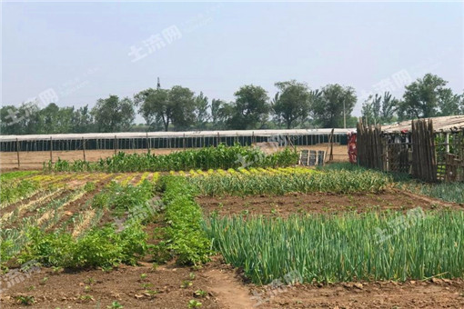 水仙花的种植方法介绍