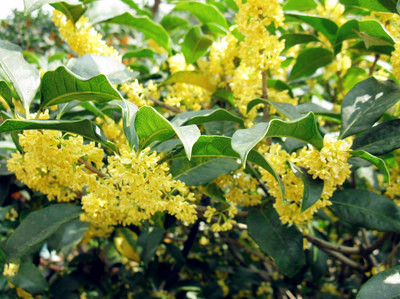 桂花分布地区广吗?种植桂花树前景如何?