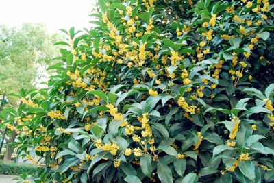 桂花分布地区广吗?种植桂花树前景如何?