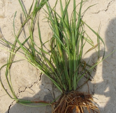 ǧ����Σ��