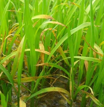 �޲ݷ��μ���