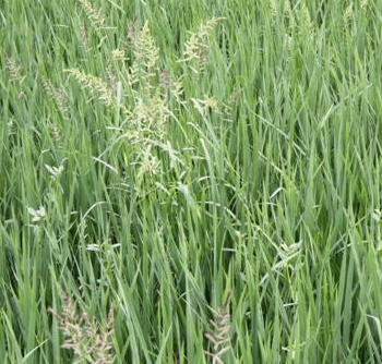 ǧ����Σ��