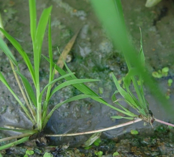 ǧ����Σ��