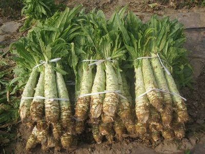 莴苣种植技术 你想知道莴笋怎么栽培吗?