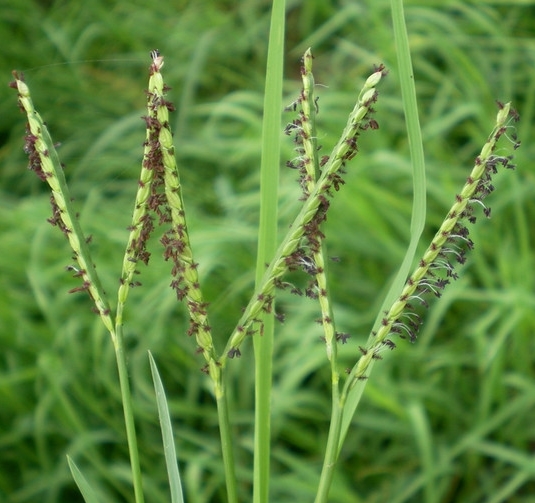 ˫��ȸ�޶�ˮ����Ӱ��