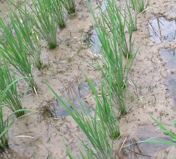 Ұݩ����ˮ��Ӱ��