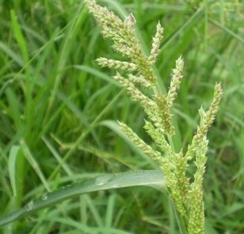 微生物除草剂克草霉