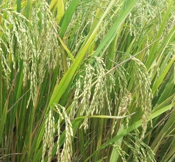 微生物除草剂克草霉