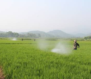野慈姑防治技术