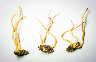 Ӽ�����ʲô��Ӽ�����ֲ����Ҫ������Щ��