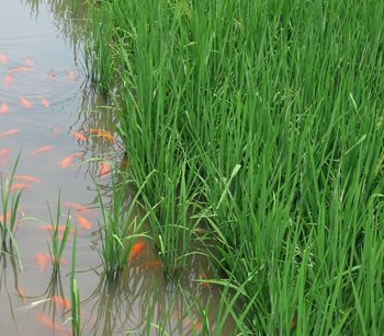 稻田养鱼