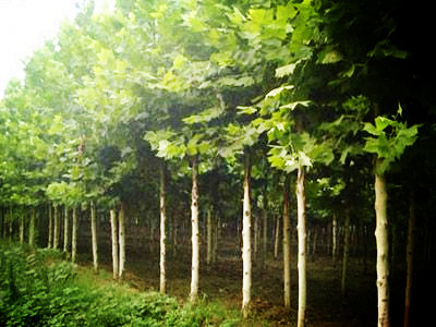 ��ͩ��ʲô������ͩ��ֲ��������ЩҪ�㣿