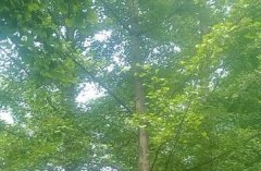 ����ֲ���������ܻ�����ꣿ���¼������ܿ��������