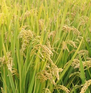 ΢�������