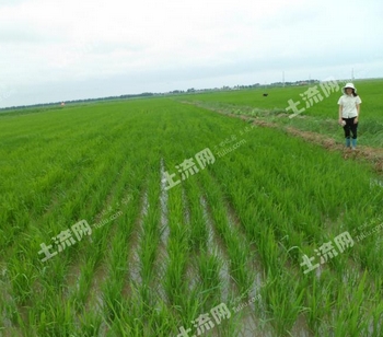 微生物除草剂克草霉对水稻影响
