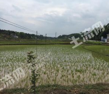 微生物除草剂克草霉对水稻影响