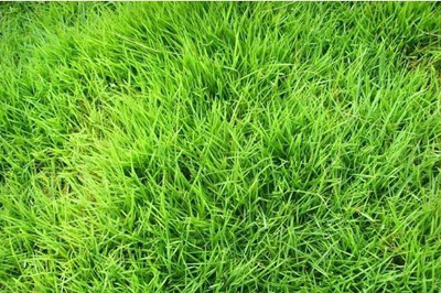 ��ƺ��ֲ���� ������ֲ��ƺ