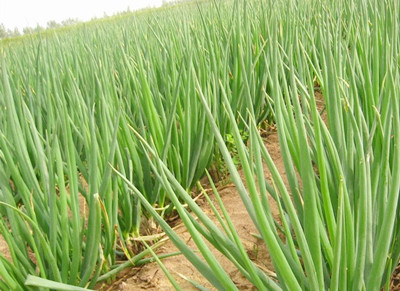 �е���ֲ����Ҫ������Щ����Щ������˳ԴУ�