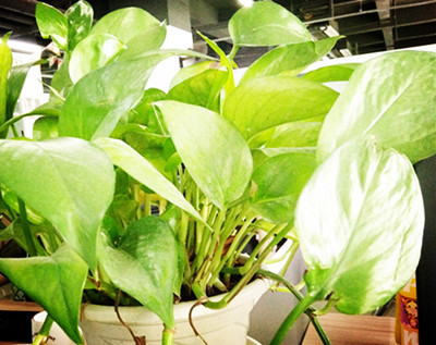 ����������ȩ��������ֲ������ע������