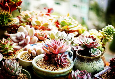 家里种什么植物好?怎么挑选?