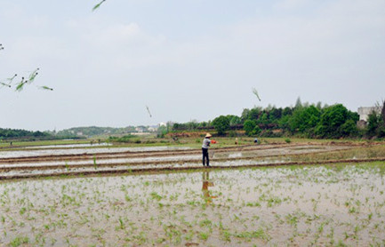 水稻抛秧技术要点