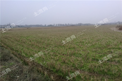 ����2016��ȫ����Ҷ��ҵ��չʵʩָ�����