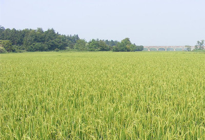 什么是水稻普通矮缩病?有哪些症状?如何防治?