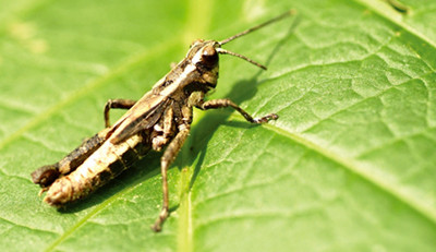 �������Ҫ��ֳ��ʽ��ʲô���ģ�