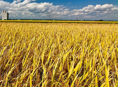 什么是水稻纹枯病?有哪些症状?如何防治?