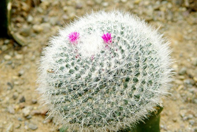 ���������ֲ������ע������