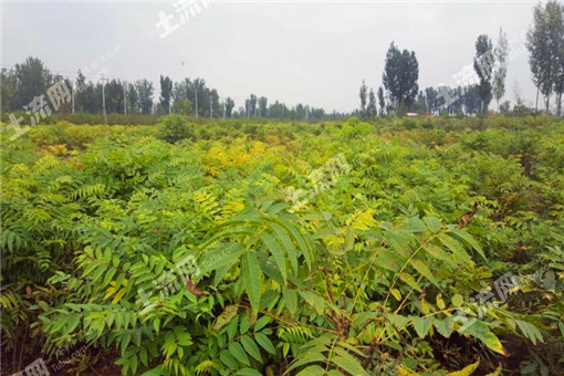 ��������ֲ���༼��Ҫ���뷽��