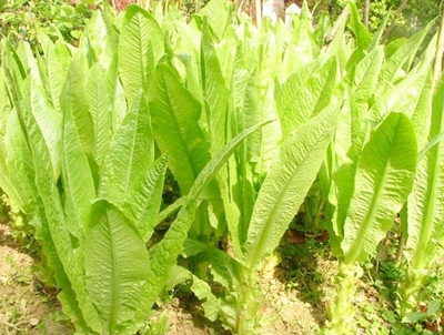 ݫ����ֲʱ��