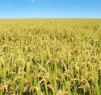 �����Ӳݷֲ�����