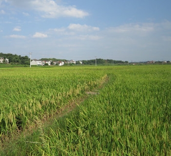 �����Ӳݷֲ�����