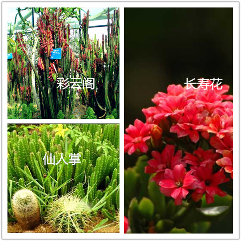 什么是观赏植物?常见的观赏植物有哪些?