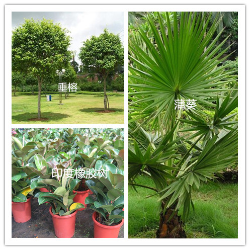 什么是观赏植物?常见的观赏植物有哪些?