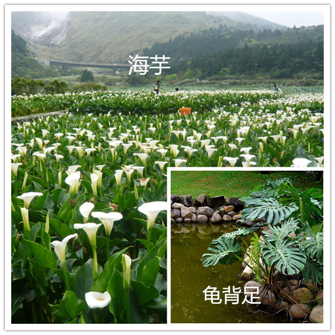 什么是观赏植物?常见的观赏植物有哪些?