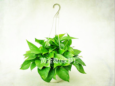 什么是观赏植物?常见的观赏植物有哪些?