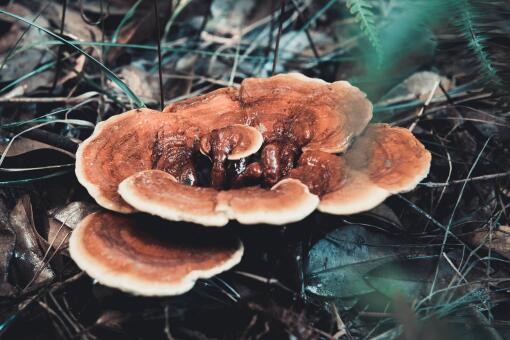 ��֥�۸����Ǯһ��-��ͼ��