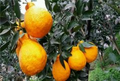 ����ʺ�ʲô�ط���ֲ��һ�㼸������