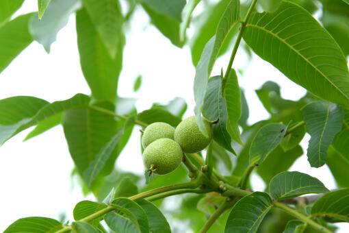 ����ʲôʱ�����ժ-��ͼ��