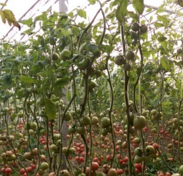 һĶ�����������ܲ����ٽ�