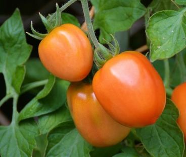 һĶ�����������ܲ����ٽ�