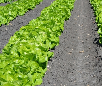 低温天气蔬菜如何防护