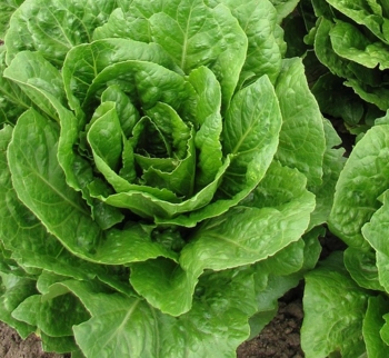 低温天气蔬菜如何防护